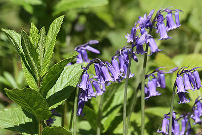 bluebell